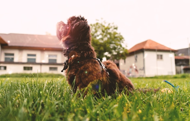 Bolonka Zwetna – Der ideale Familienhund