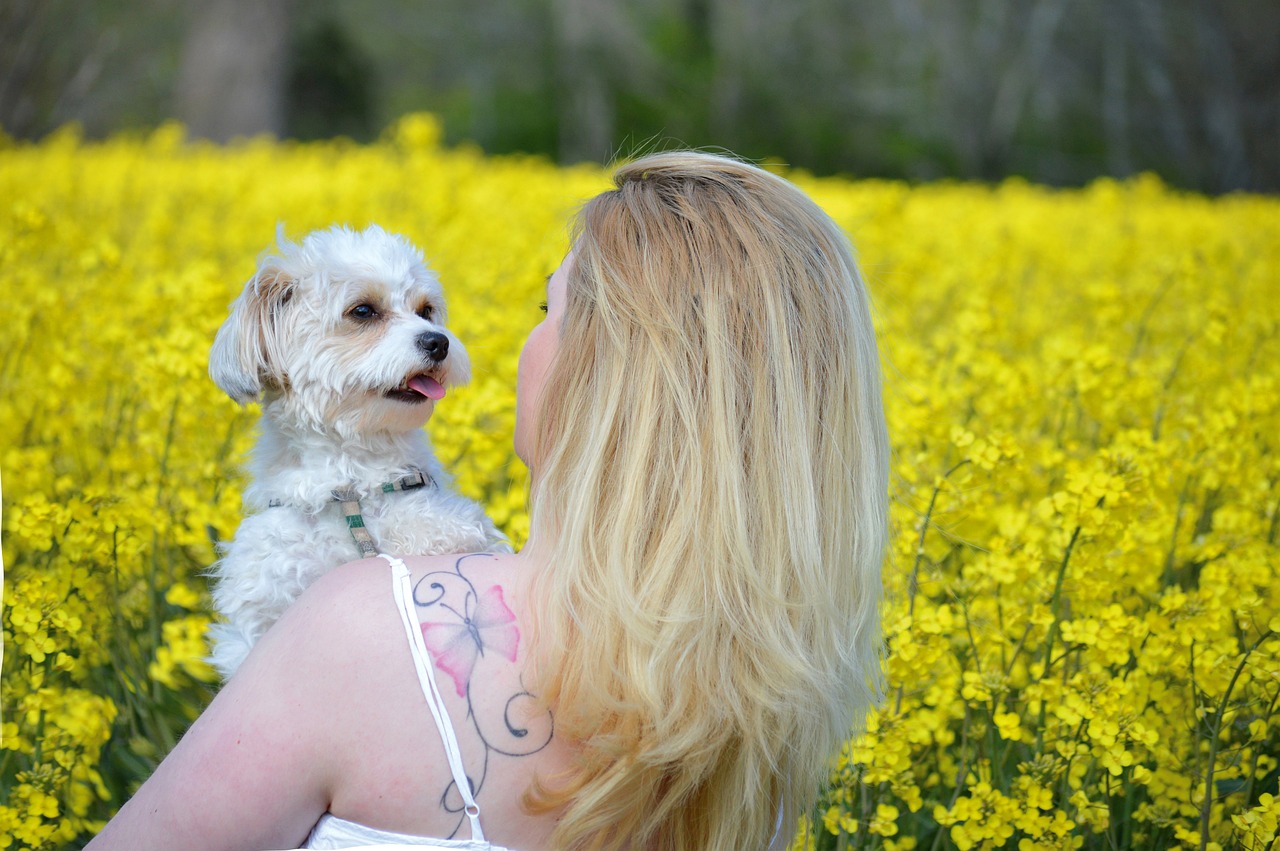Bolonka Zwetna: Was diese Hunde so beliebt macht